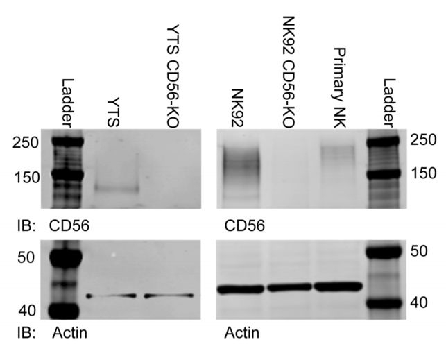 NCAM1 (CD56) antibody | knockout validation | Cell Signaling 3576 figure 1