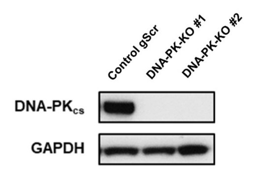 DNA-PKCS antibody | knockout validation | Santa Cruz sc-390849 figure 1