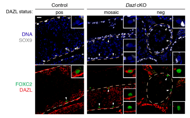 DAZL antibody | knockout validation | BioRad MCA2336 figure 1