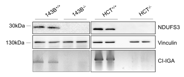 NDUFS3 antibody | knockout validation | AbCam ab177471 figure 1