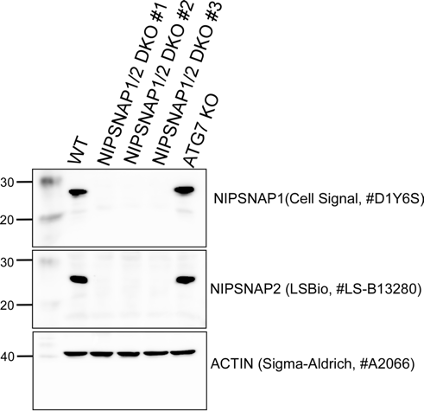 GBAS antibody | knockout validation | LSBio LS-B13280 figure 1