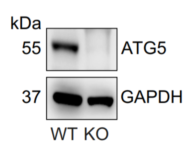 ATG5 antibody | knockout validation | Sigma-Aldrich A2859 figure 1