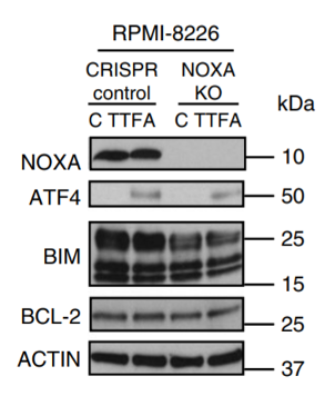 Noxa antibody | knockout validation | Sigma-Aldrich OP180 figure 1