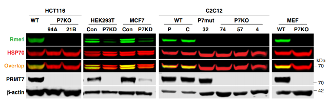 PRMT7 antibody | knockout validation | Abcam ab179822 figure 1