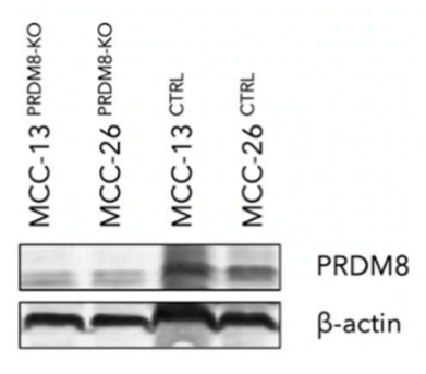 PRDM8 antibody | knockout validation | Santa Cruz sc-390001 figure 1