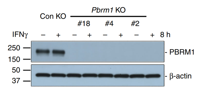 PBRM1/BAF180 antibody | knockout validation | Cell Signaling 91894 figure 1