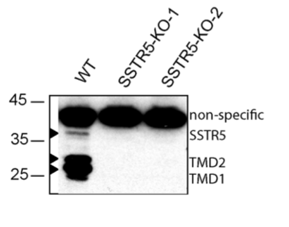 Somatostatin Receptor 5 antibody | knockout validation | Abcam ab156864 figure 1