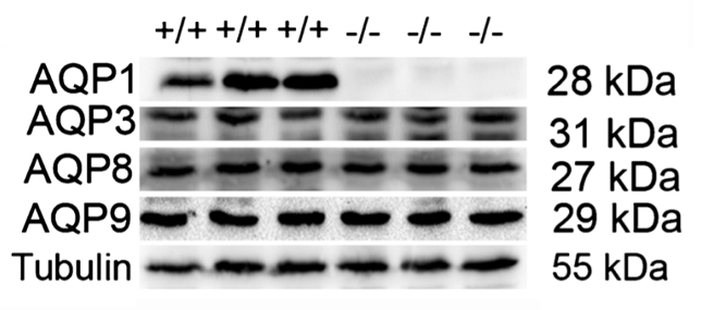 Aquaporin 1/AQP1 antibody | knockout validation | Santa Cruz sc-25287 figure 1