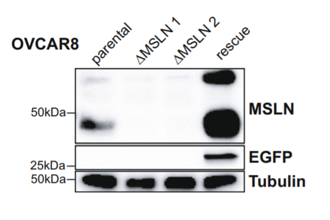 Mesothelin antibody | knockout validation | Cell Signaling 65367 figure 1