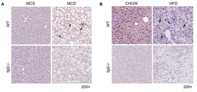 FGL2 antibody | knockout validation | Abnova H00010875-M01 figure 1
