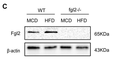 FGL2 antibody | knockout validation | Abnova H00010875-M01 figure 2