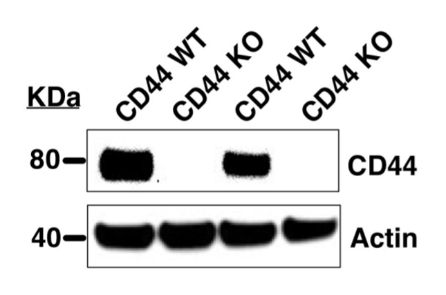 CD44 antibody | knockout validation | Abcam ab51037 figure 1