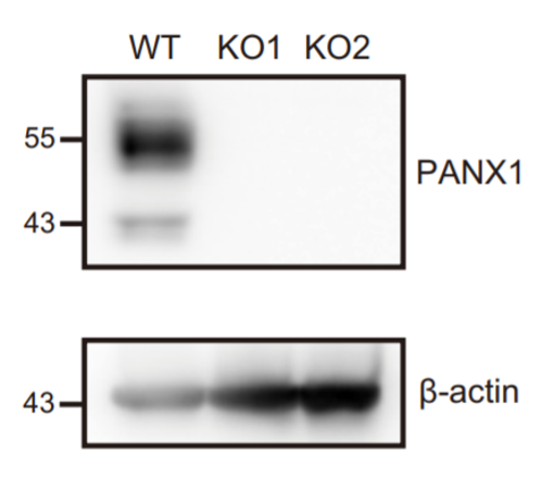 Pannexin-1 antibody | knockout validation | Cell Signalling 91137 figure 1