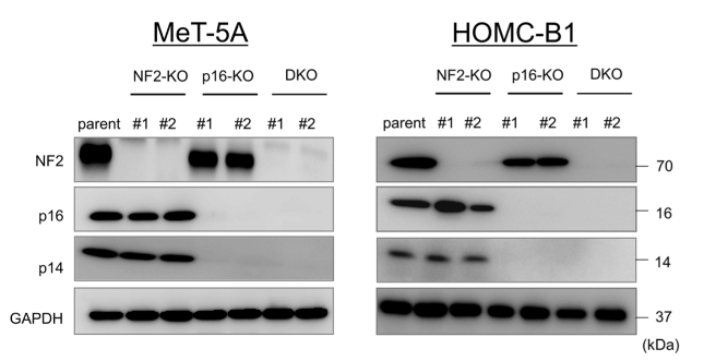 CDKN2A/p16INK4a antibody | knockout validation | Abcam ab108349 figure 1