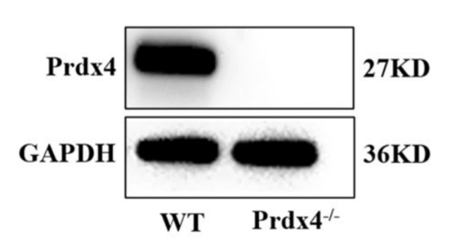 Peroxiredoxin 4 antibody | knockout validation | Abcam ab184167 figure 1