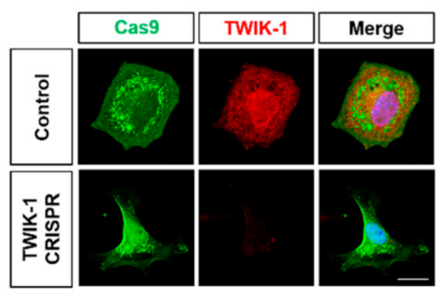 TWIK-1 antibody | knockout validation | Santa Cruz sc-517040 figure 1