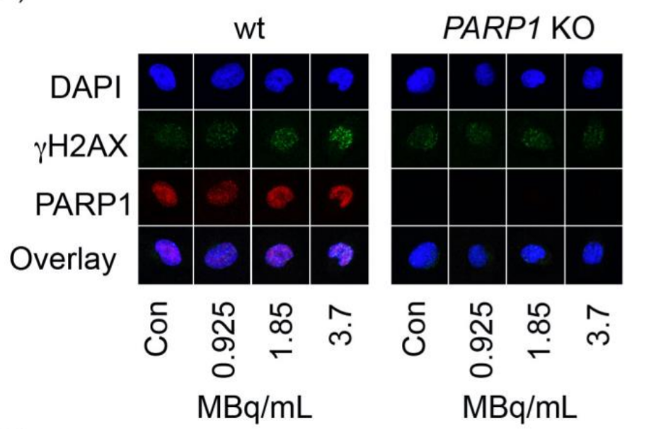 PARP antibody | knockout validation | Cell Signaling 9532 figure 1