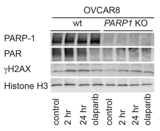 PARP antibody | knockout validation | Cell Signaling 9532 figure 2