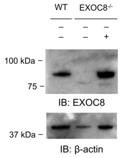 Exo84 antibody | knockout validation | Santa Cruz sc-515532 figure 1
