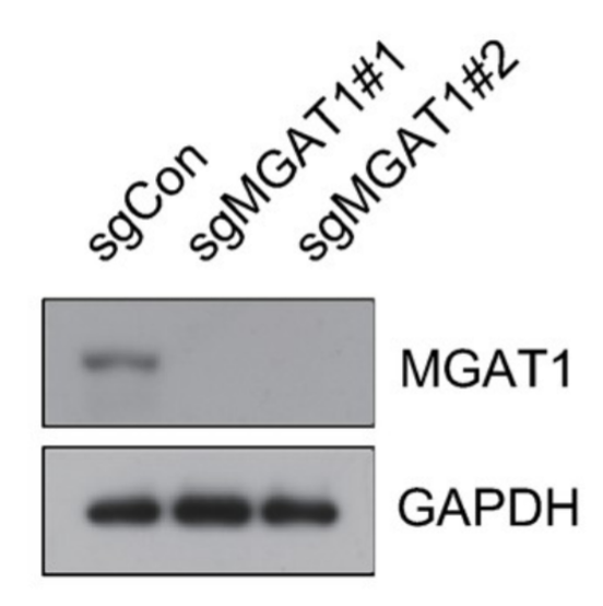 MGAT1 antibody | knockout validation | Abcam ab180578 figure 1