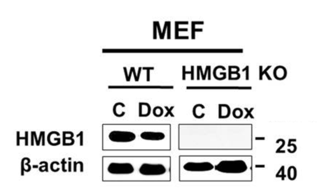 HMGB1antibody | knockout validation | Abcam ab79823 figure 1