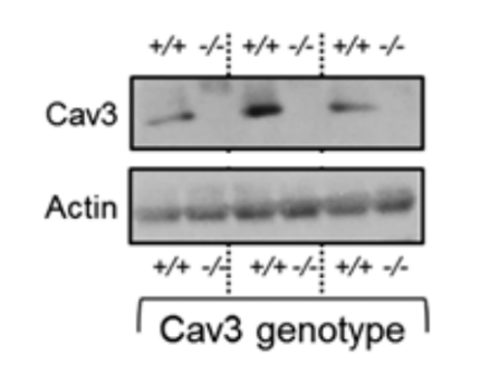 Caveolin 3 antibody | knockout validation | BD Biosciences 610421 figure 1