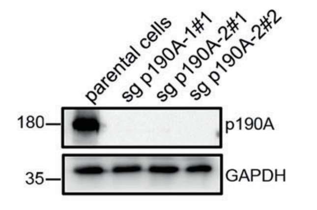p190-A RhoGAP antibody | knockout validation | Cell Signaling 12164 figure 1