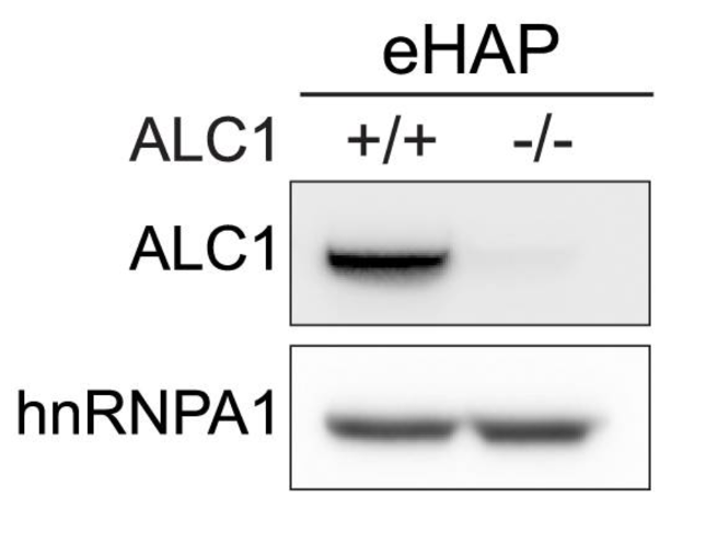 CHD1L antibody | knockout validation | Cell Signaling 13460 figure 1
