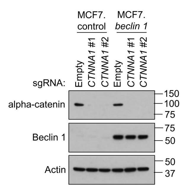 α-Catenin antibody | knockout validation | BD Biosciences 610194 figure 1