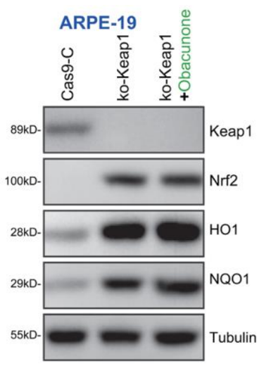 KEAP1 antibody | knockout validation | Cell Signaling 8047 figure 1