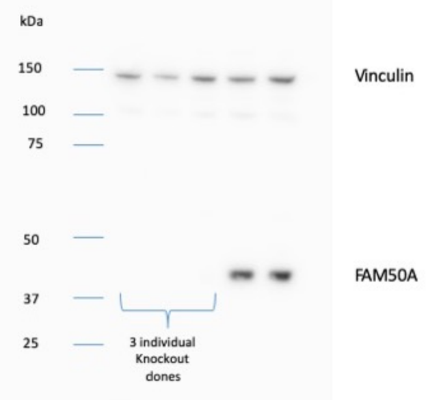 FAM50A/XAP5 antibody | knockout validation | Abcam ab186410 figure 1