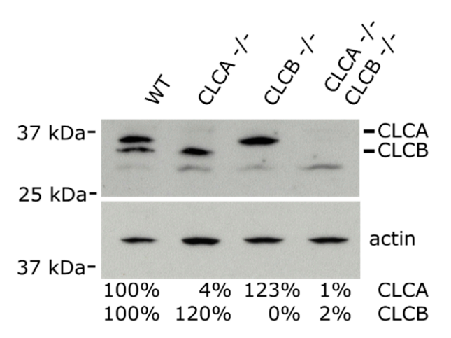 Clathrin Light Chain antibody | knockout validation | Merck-Sigma Aldrich C1985 figure 1
