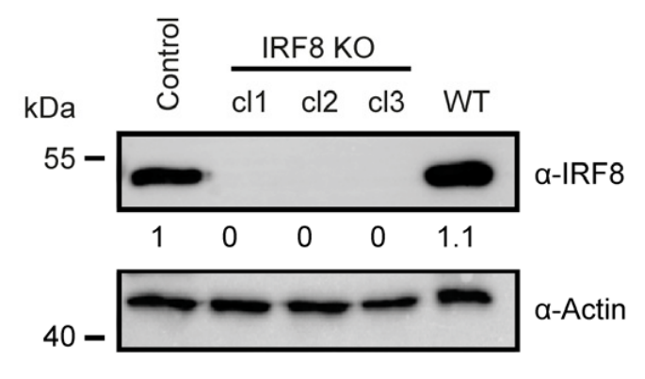 ICSBP antibody | knockout validation | Santa Cruz sc-365042 figure 1