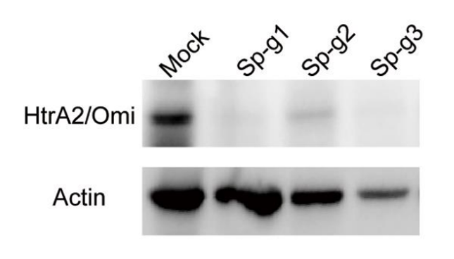 HtrA2/Omi antibody | knockout validation | Cell Signaling 9745 figure 1