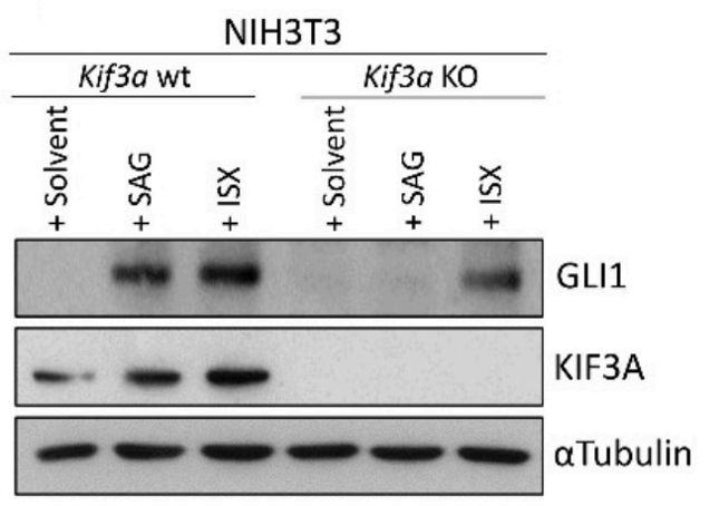 KIF3A antibody | knockout validation | Cell Signaling 8507 figure 1
