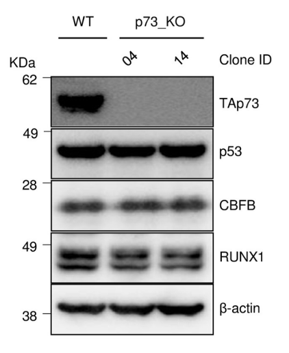 p73 antibody | knockout validation | Novus NBP2-24737 figure 1