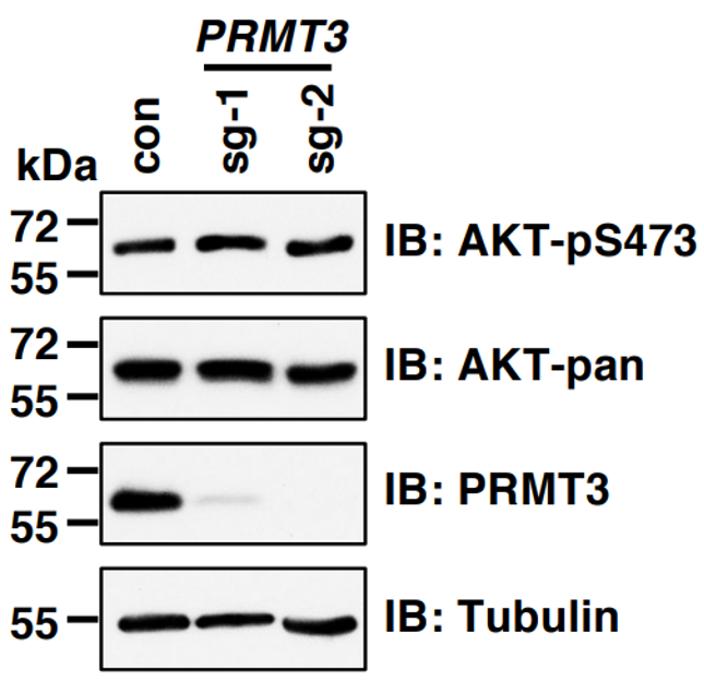 PRMT3 antibody | knockout validation | Abcam ab191562 figure 1
