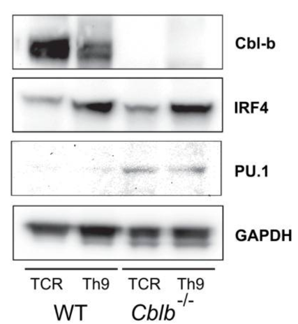 CBLB antibody | knockout validation | Abcam ab54362 figure 1