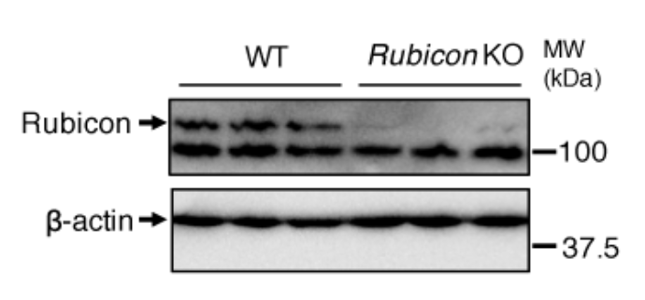 Rubicon antibody | knockout validation | Cell Signaling 8465 figure 1
