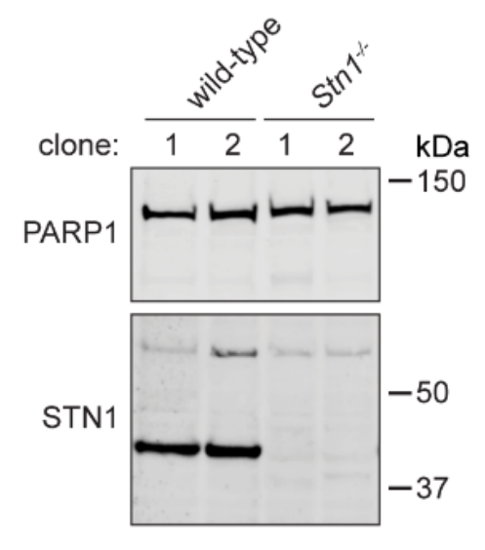 OBFC1 antibody | knockout validation | Santa Cruz sc-376450 figure 1
