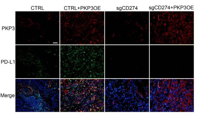 PD-L1 antibody | knockout validation | Abcam ab213480 figure 1