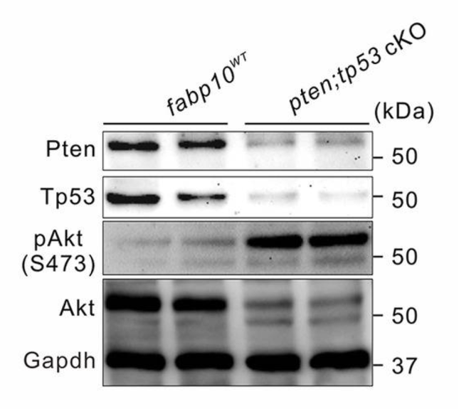 p53 antibody | knockout validation | Abcam ab77813 figure 1