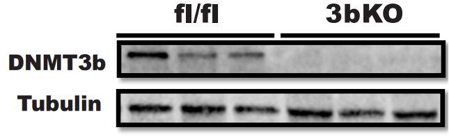 Dnmt3b antibody | knockout validation | Santa Cruz sc-393845 figure 1
