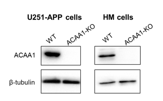 ACAA1 antibody | knockout validation | Cell Signaling 12210 figure 1