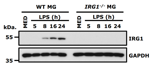 IRG1 antibody | knockout validation | Abcam ab222411 figure 1