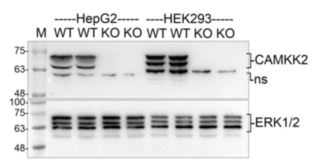 CaMKKβ antibody | knockout validation | Santa Cruz sc-100364 figure 1