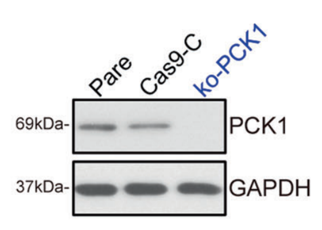 PCK1/PEPC antibody | knockout validation | Abcam ab133603 figure 1