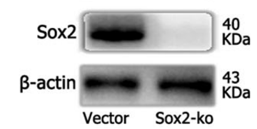 Sox2 antibody | knockout validation | Cell Signaling 23064 figure 1