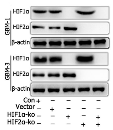 HIF-2-alpha antibody | knockout validation | Abcam ab207607 figure 2