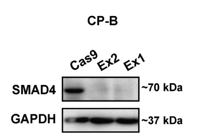 Smad4 antibody | knockout validation | Cell Signaling 38454 figure 1